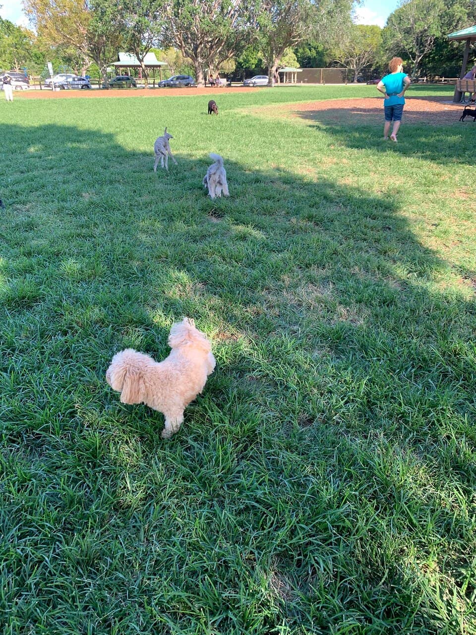 Dog Park Adventures