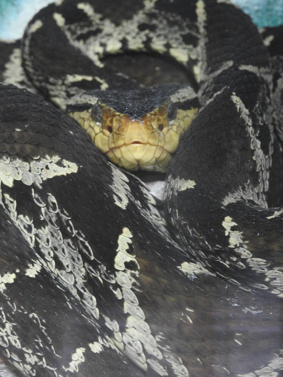 Rescued Exotic Animals