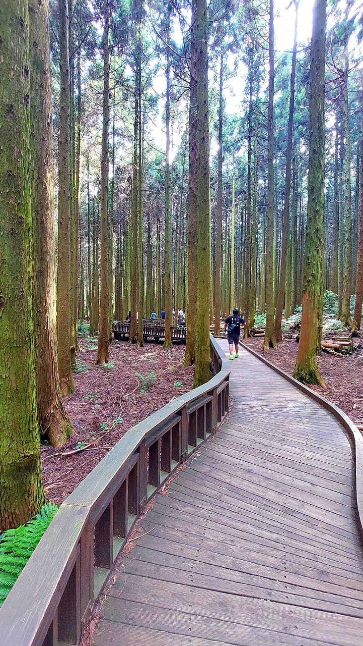 Towering Cedar Trees