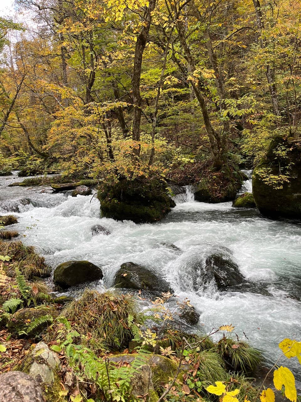 Yellow Stream