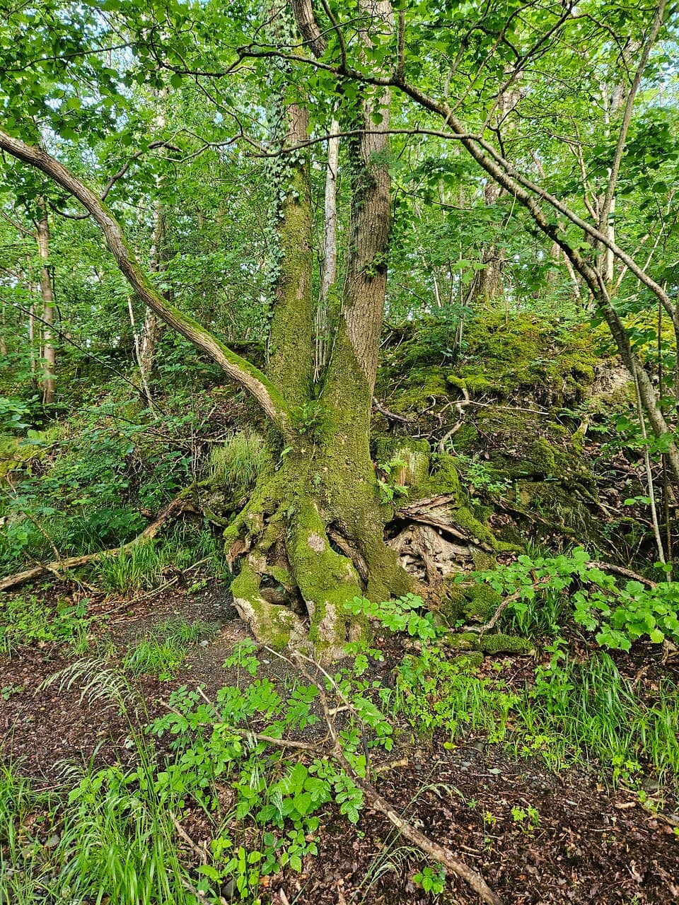 Bassenthwaite Lake Station
