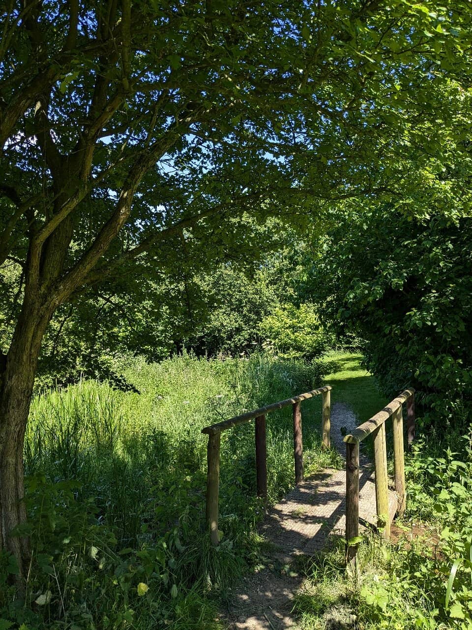 Woodland Wanderings
