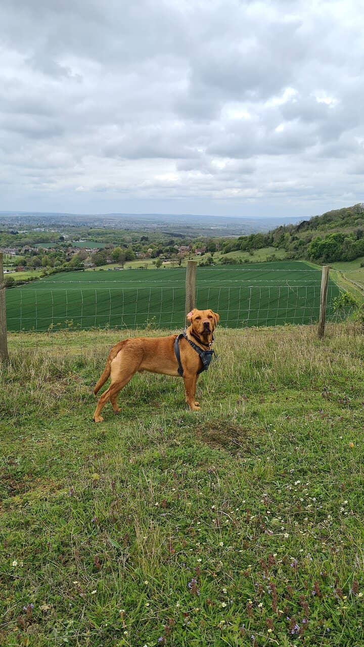 Panoramic Kent Views
