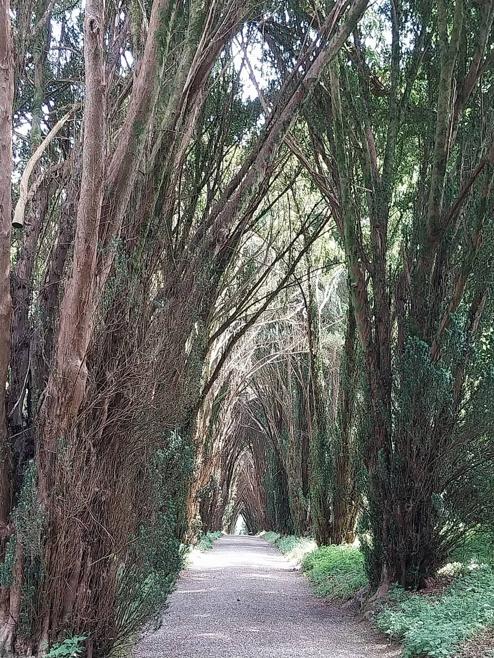 Champion Trees