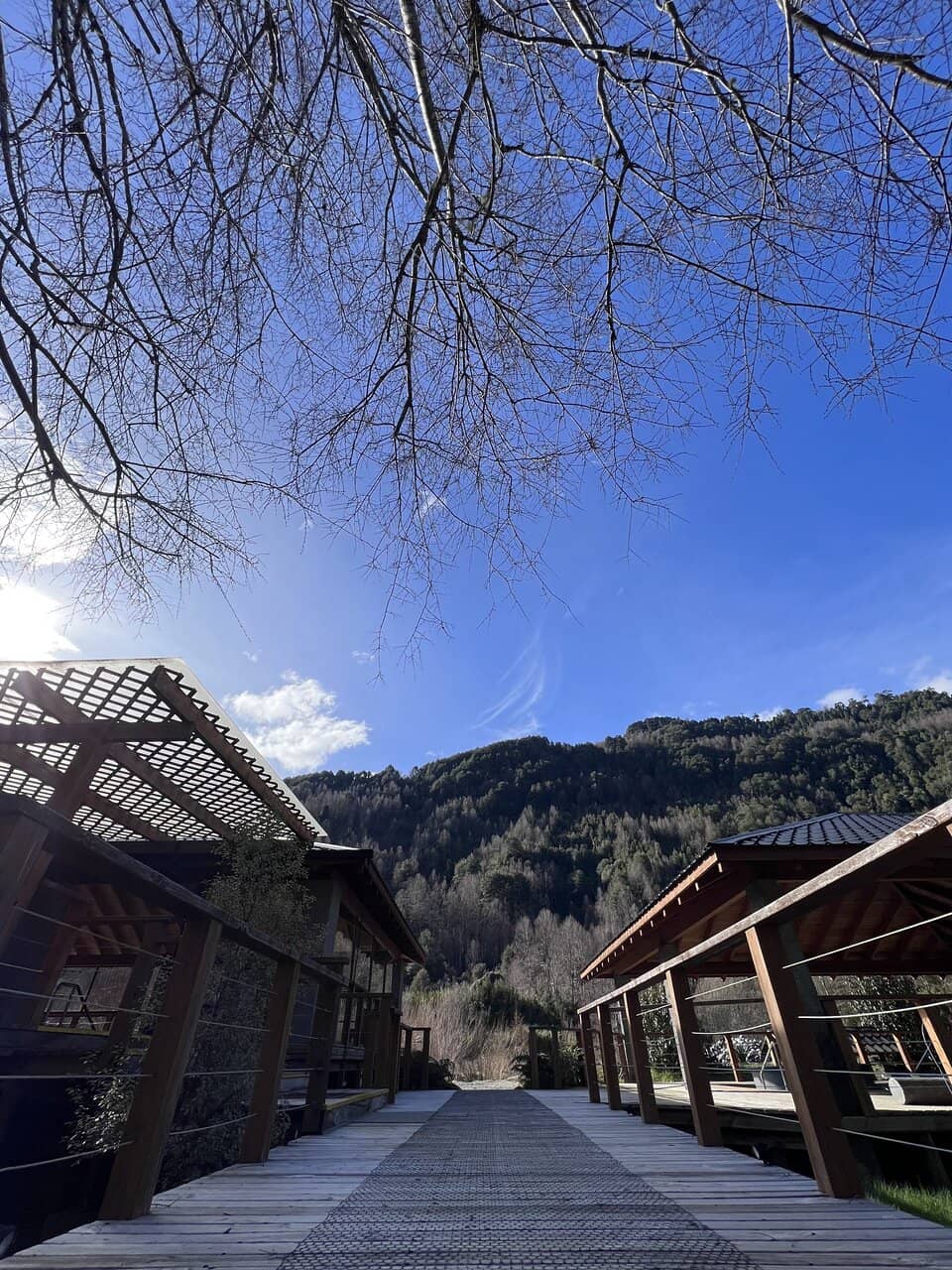 Forest and Mountain Views