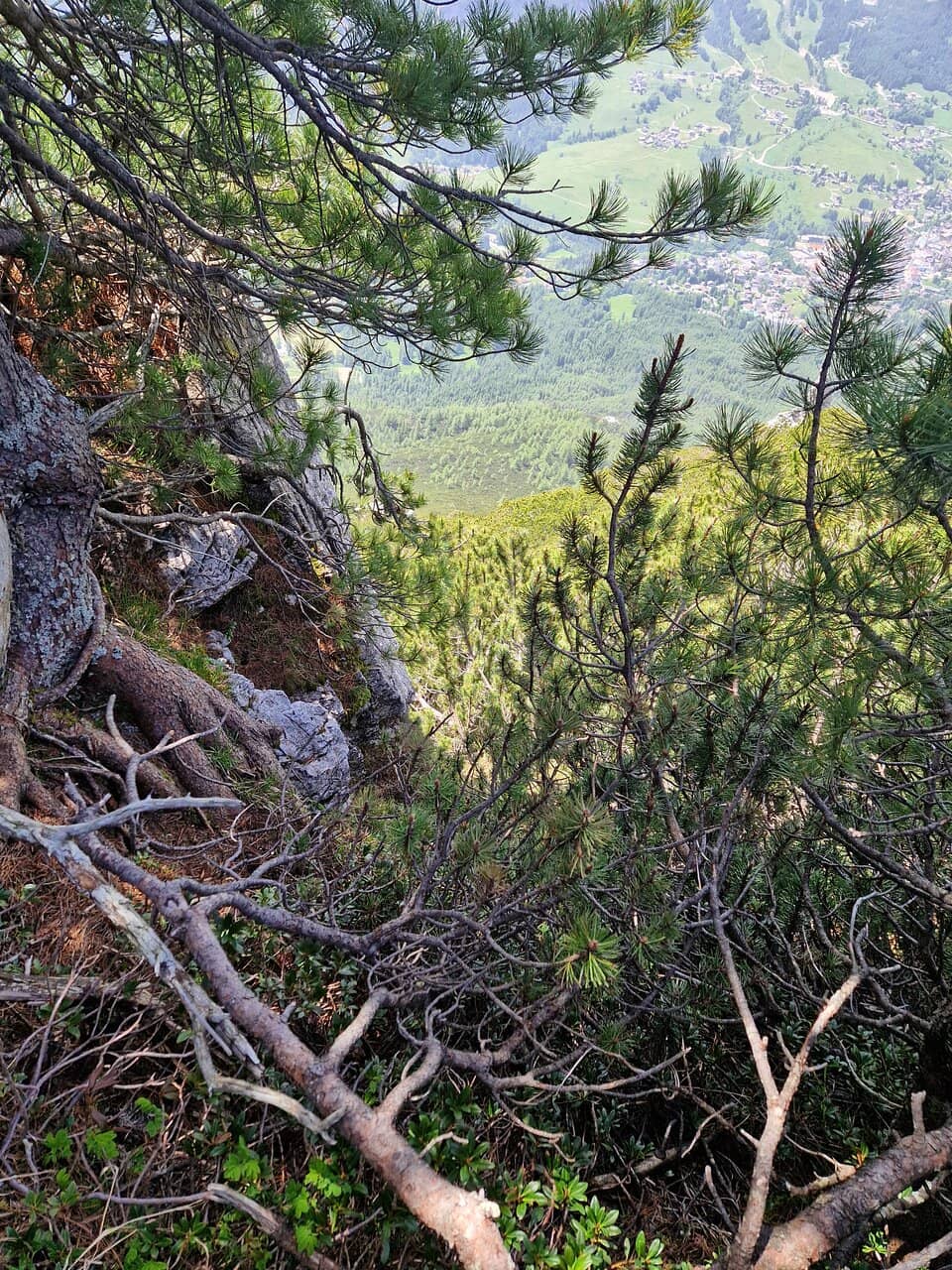 Scenic Forest Trail