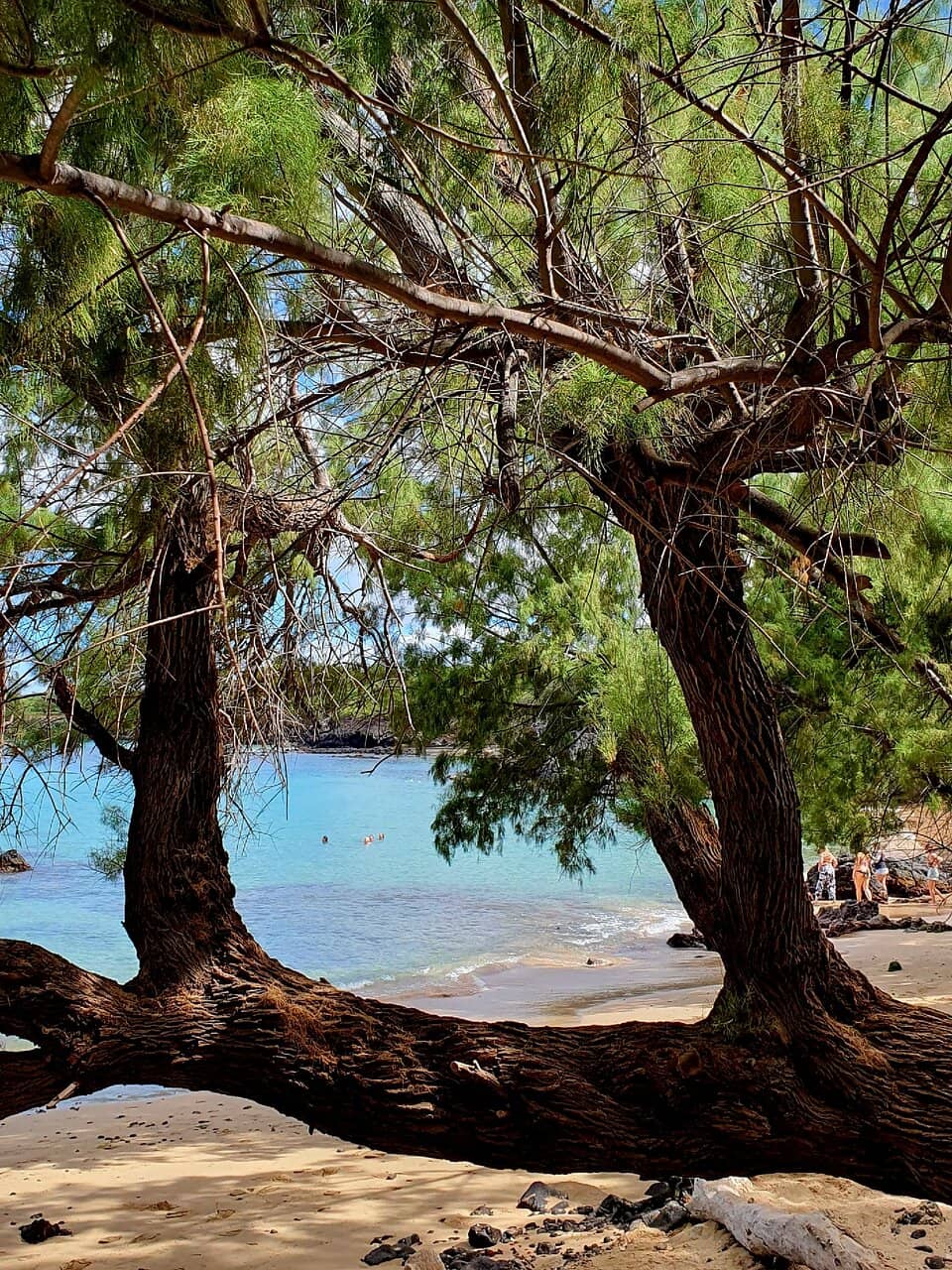 Shaded Shoreline