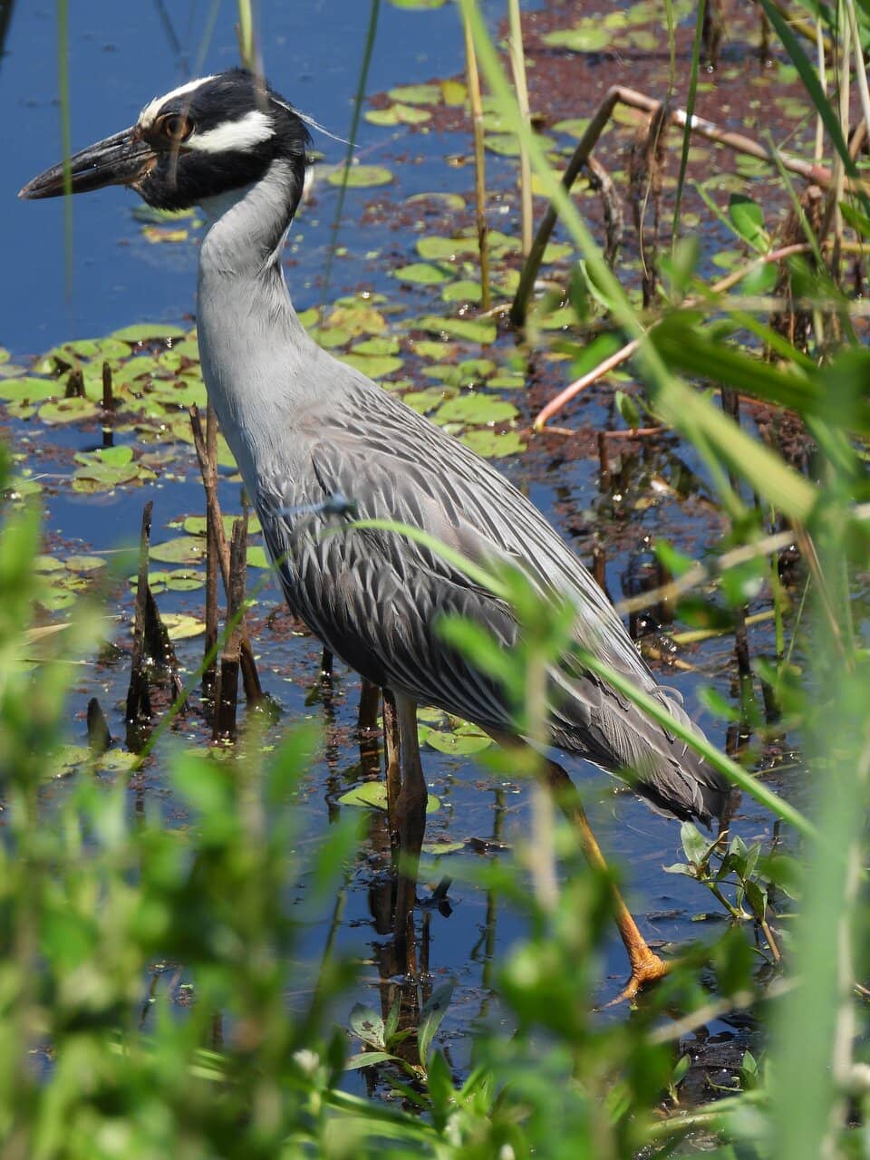 Wetland Boardwalks