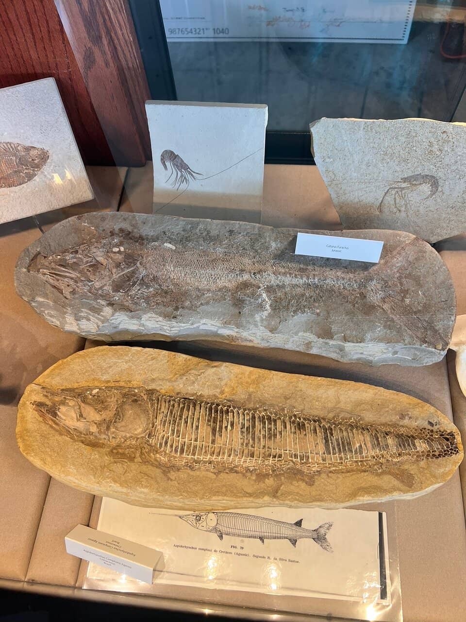 Riverbluff Cave History