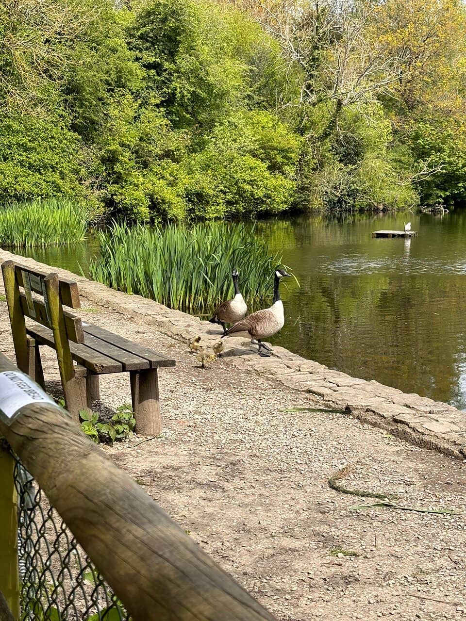 Ancient Trees and Wildlife