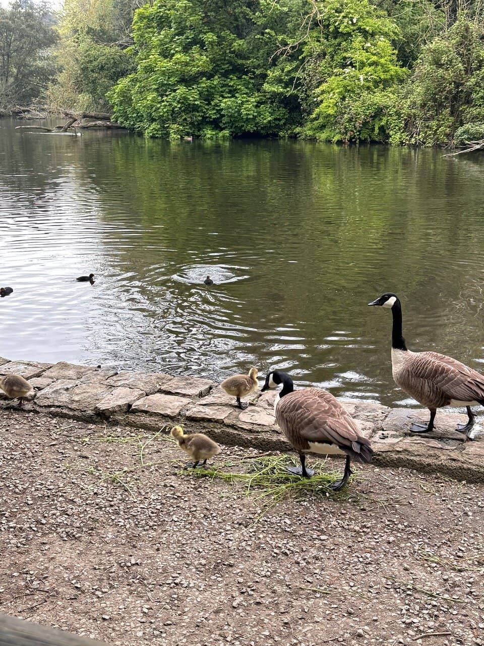 The Serene Lake