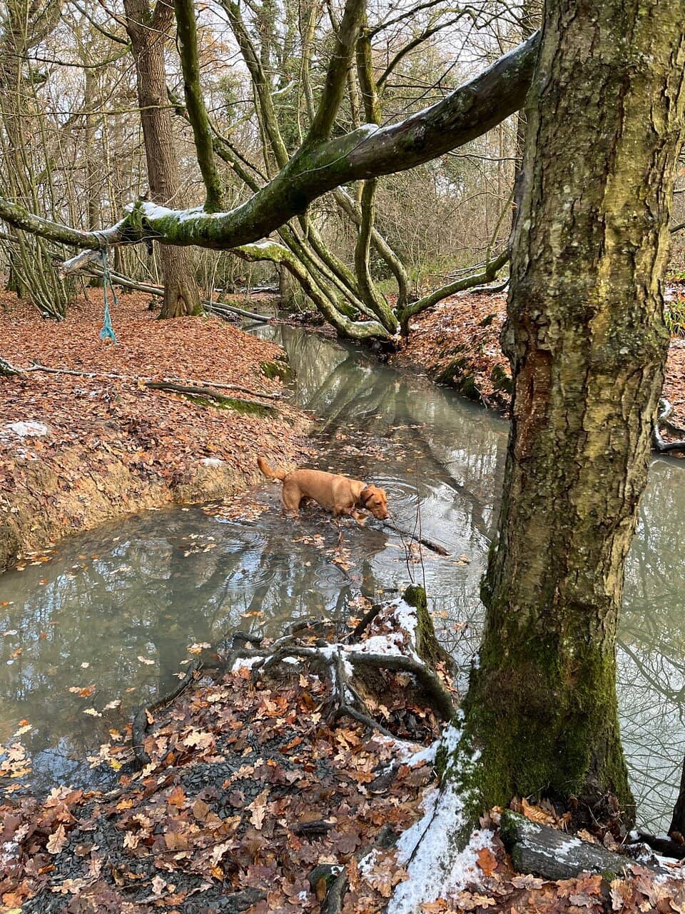 Ancient Woodland Trails