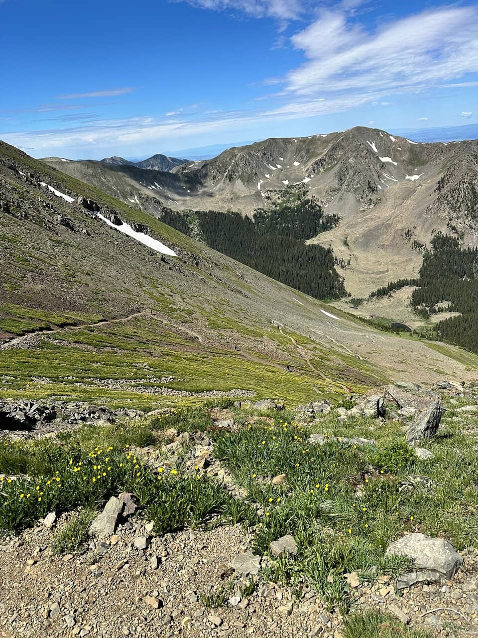 Bristlecone Pines