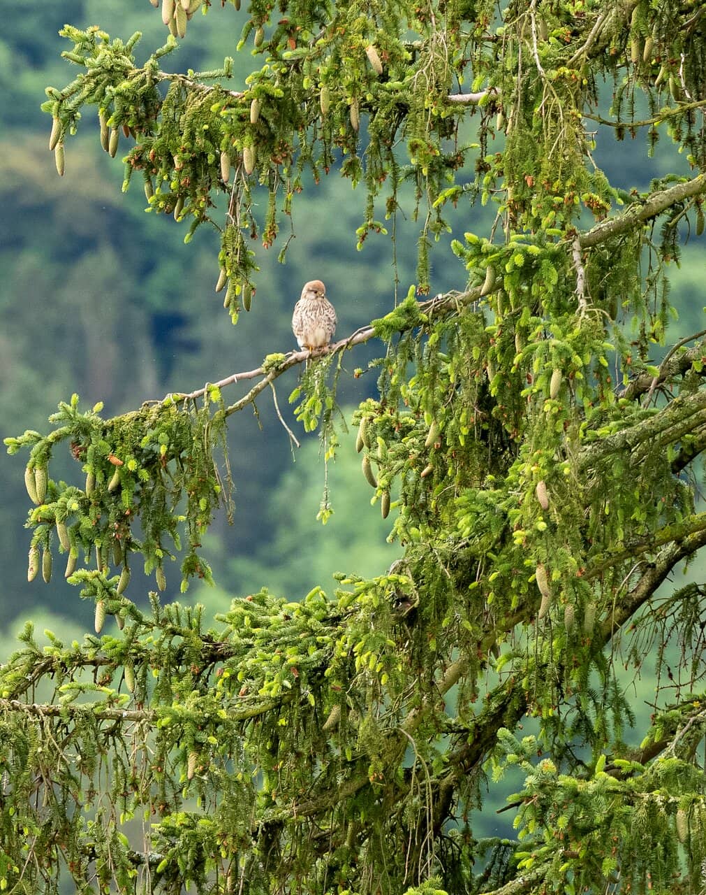 Panoramic Countryside Views