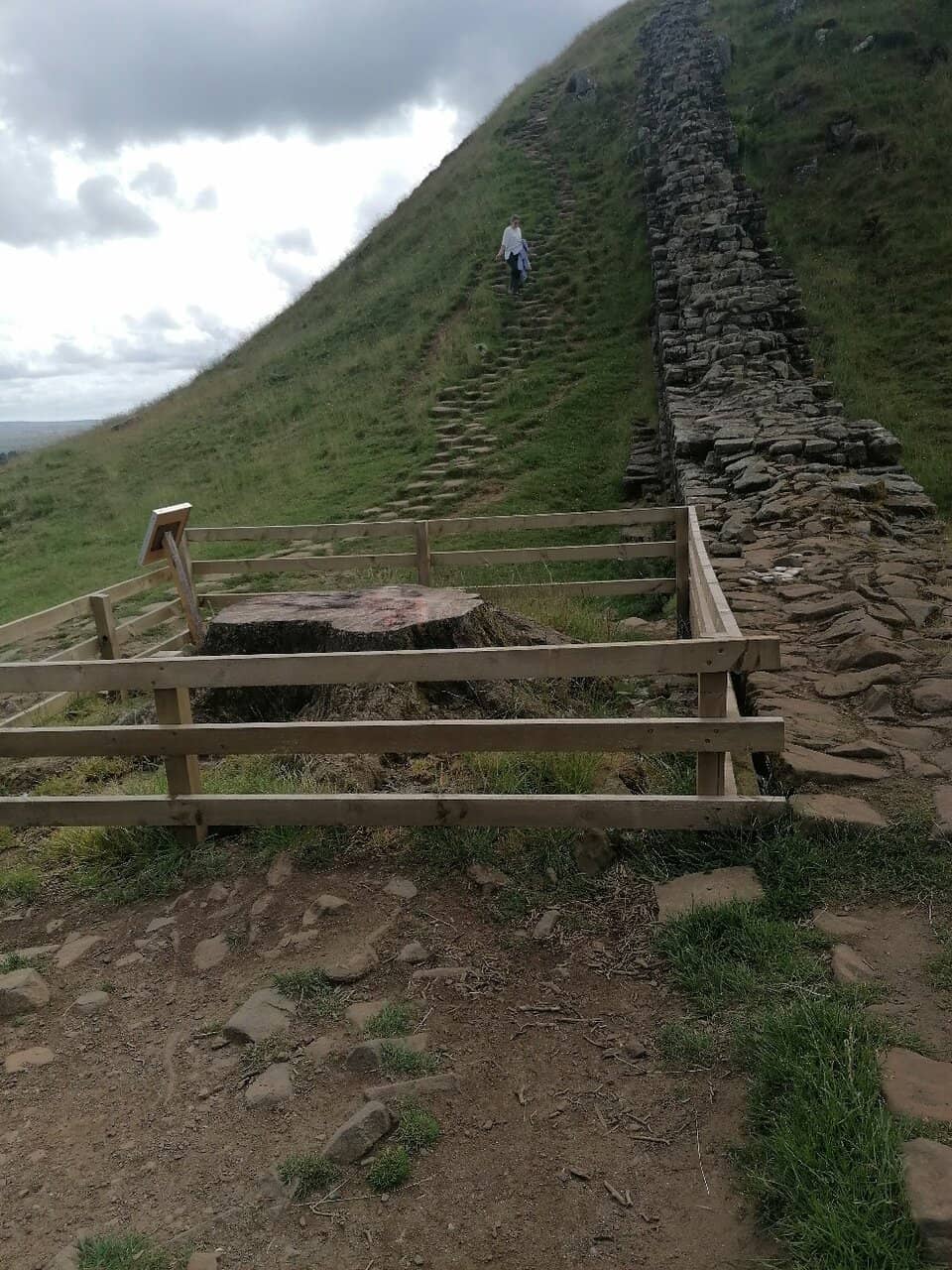 Sycamore Gap Tree