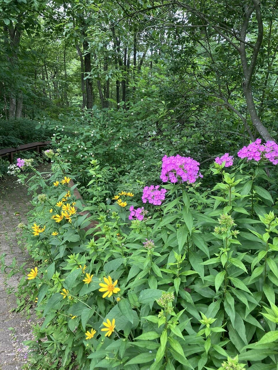 Raptor Migration Viewing