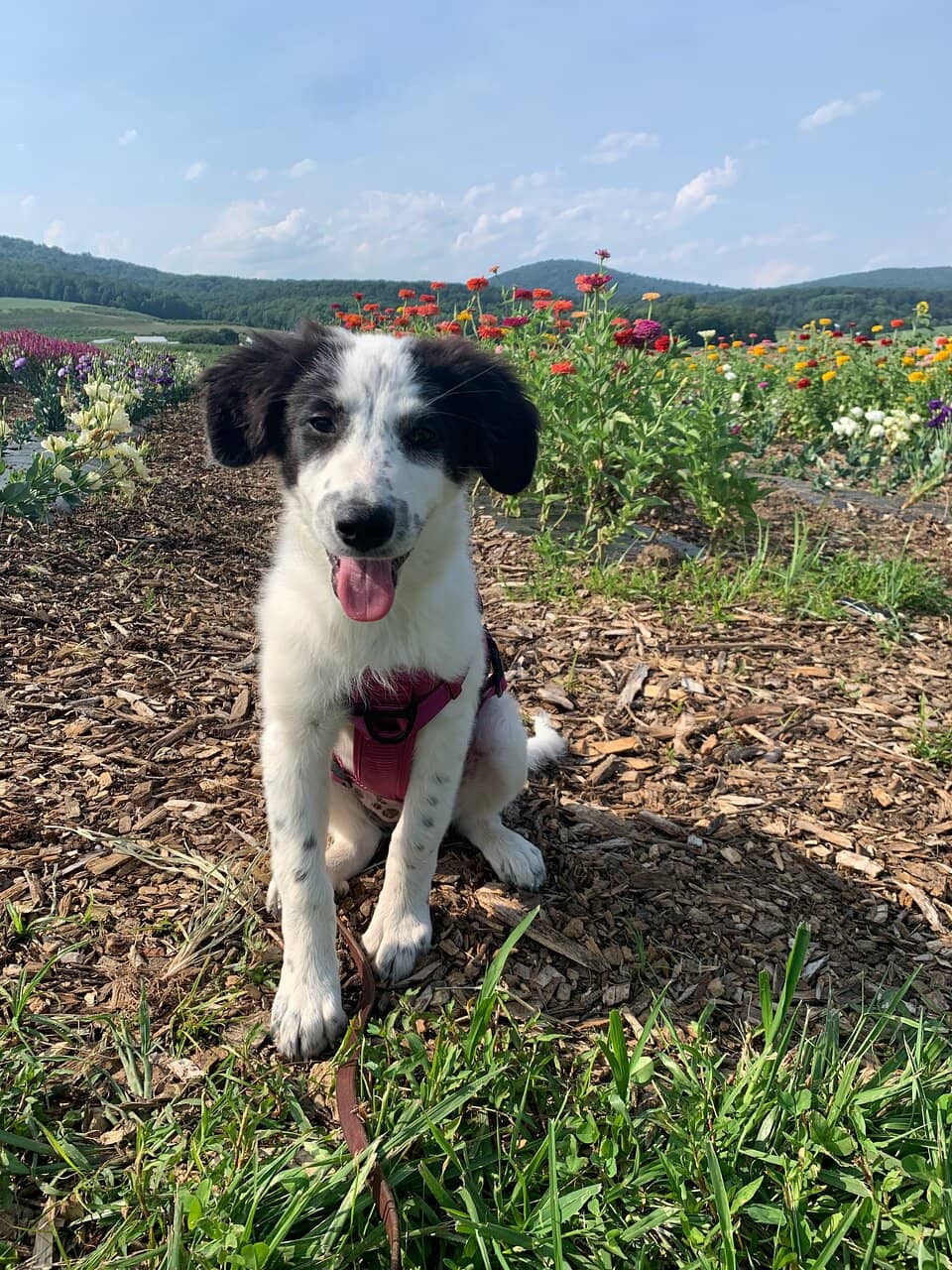 Farm Market Delights