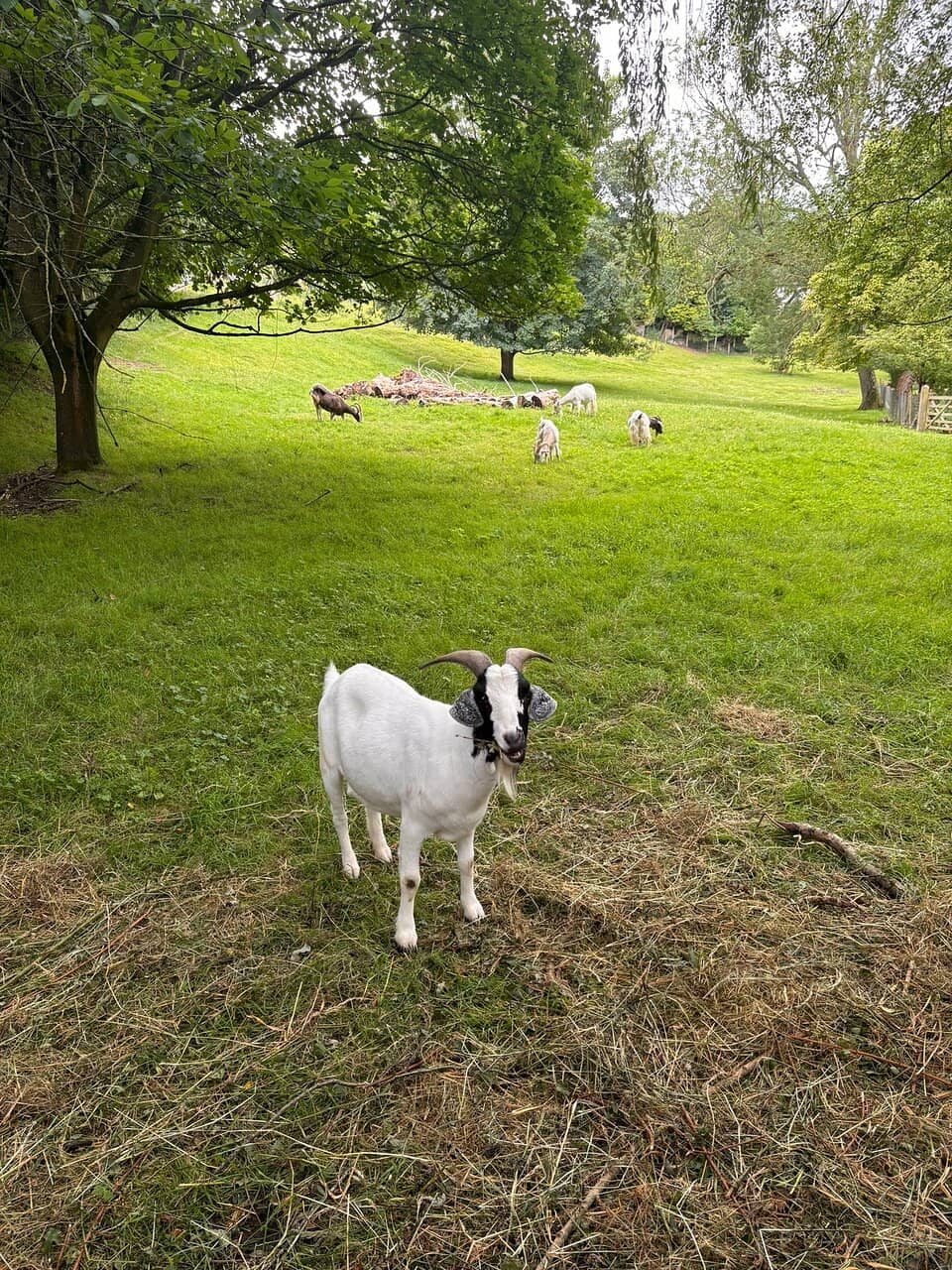 Carved Wood Sculptures