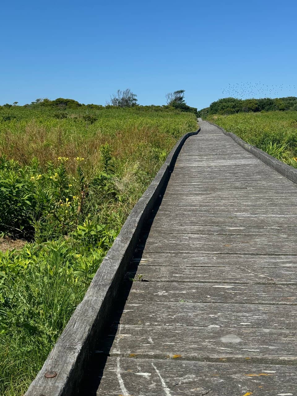 Biddeford Pool Views