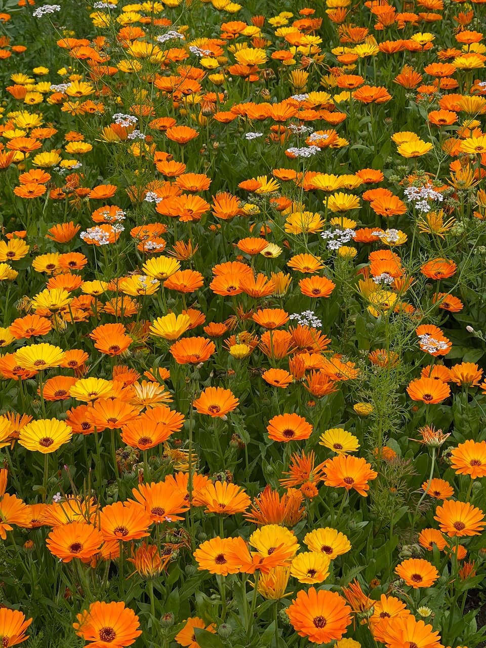 The White Space Garden