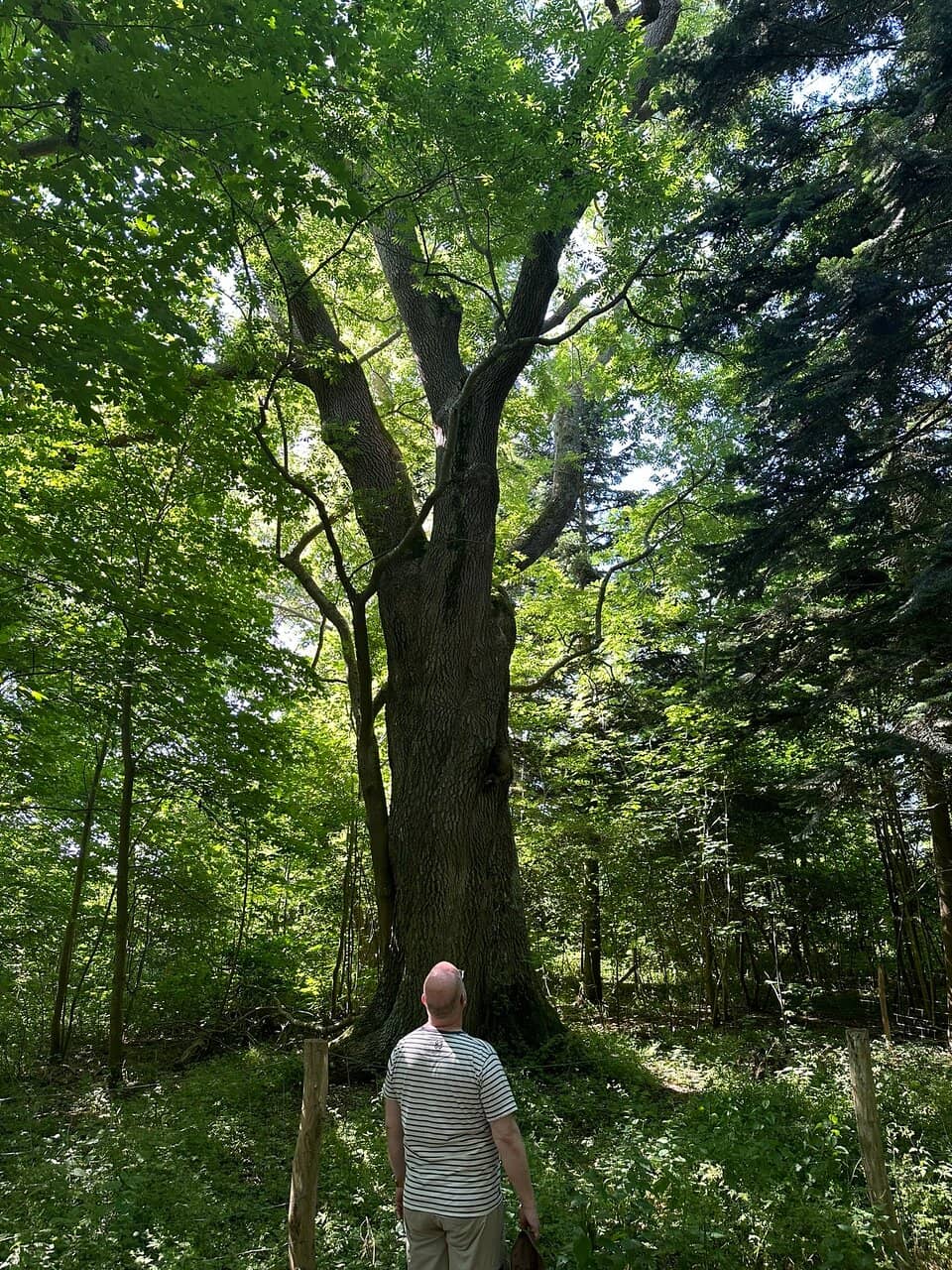 The Beachfront Views