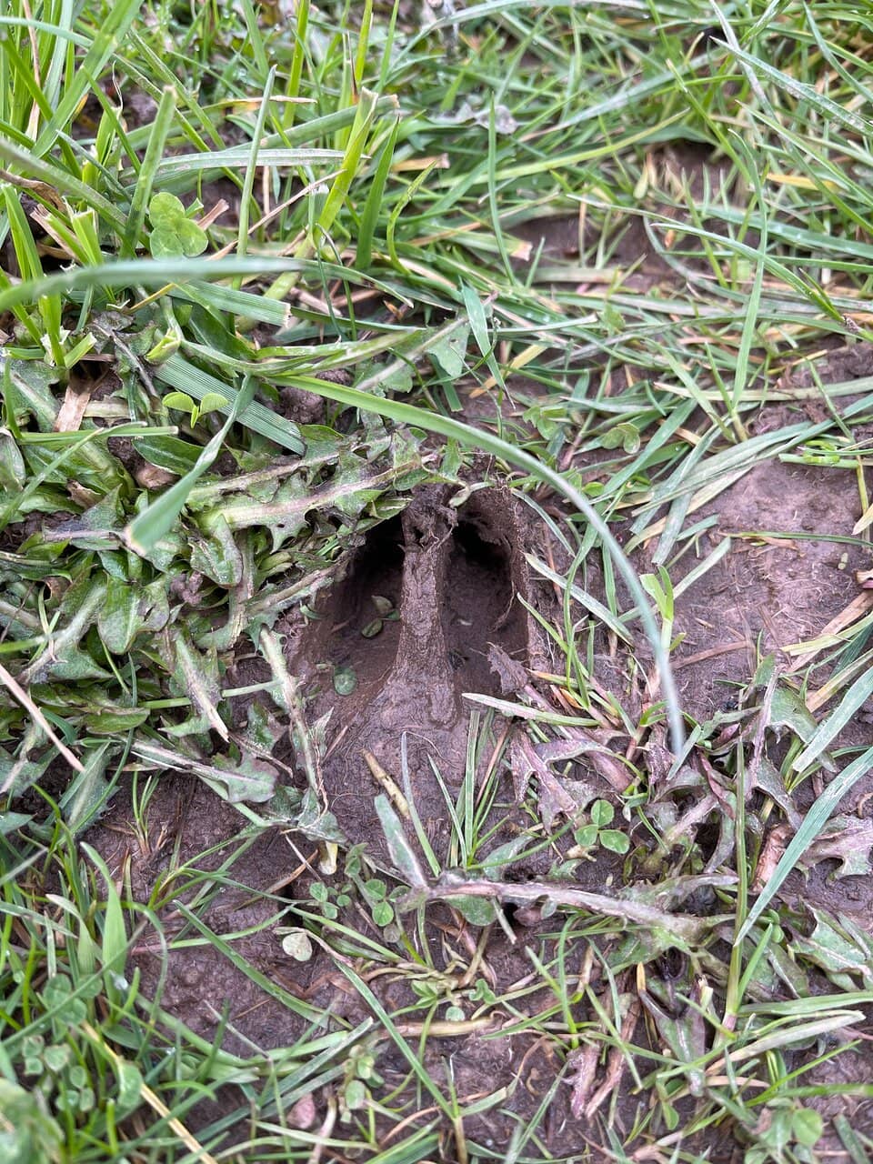 Wildlife Spotting