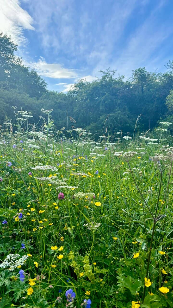 Family Picnic & Play