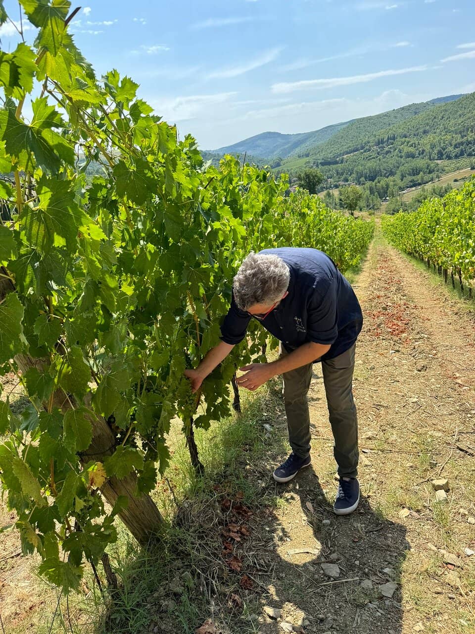 Vineyard Views