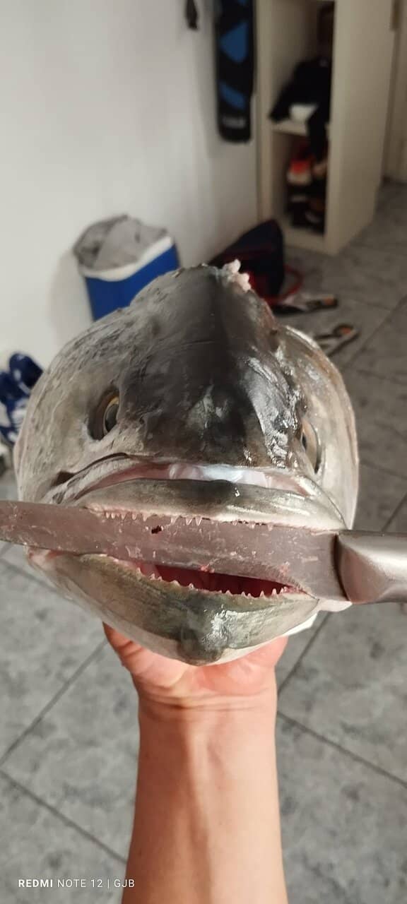 Platja de l'Arbre del Gos