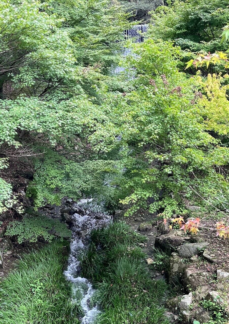 Scenic Forest Walk