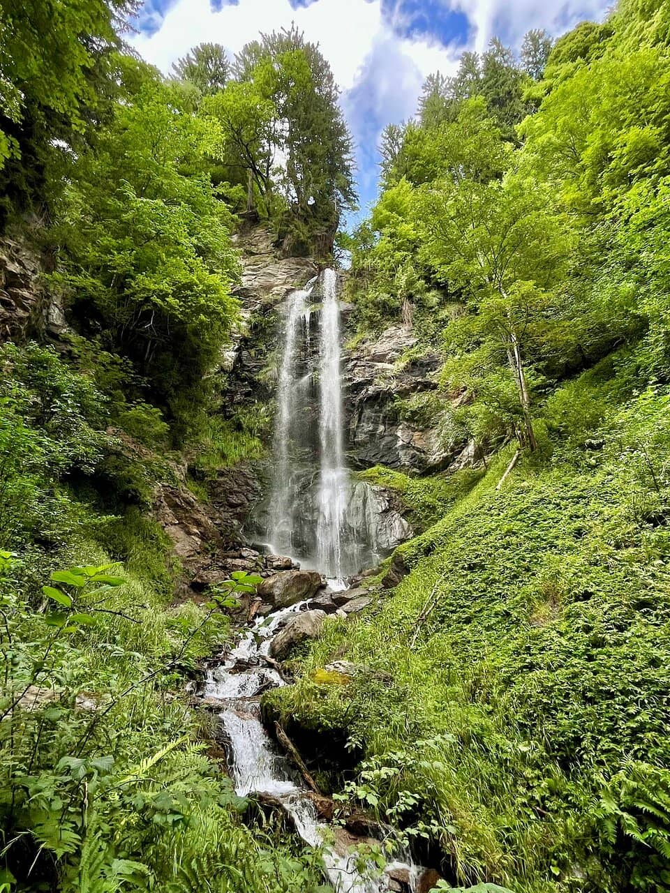 Enchanting Forest Trails