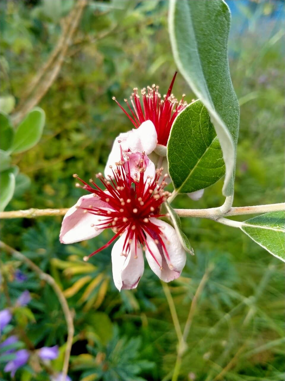Edible and Medicinal Plants