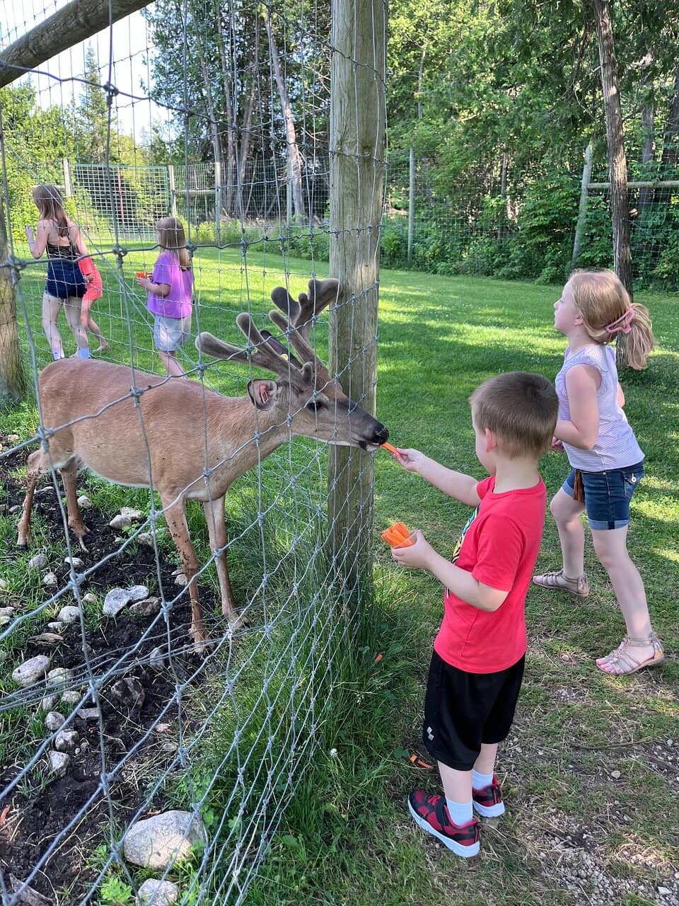 Adorable Fawns