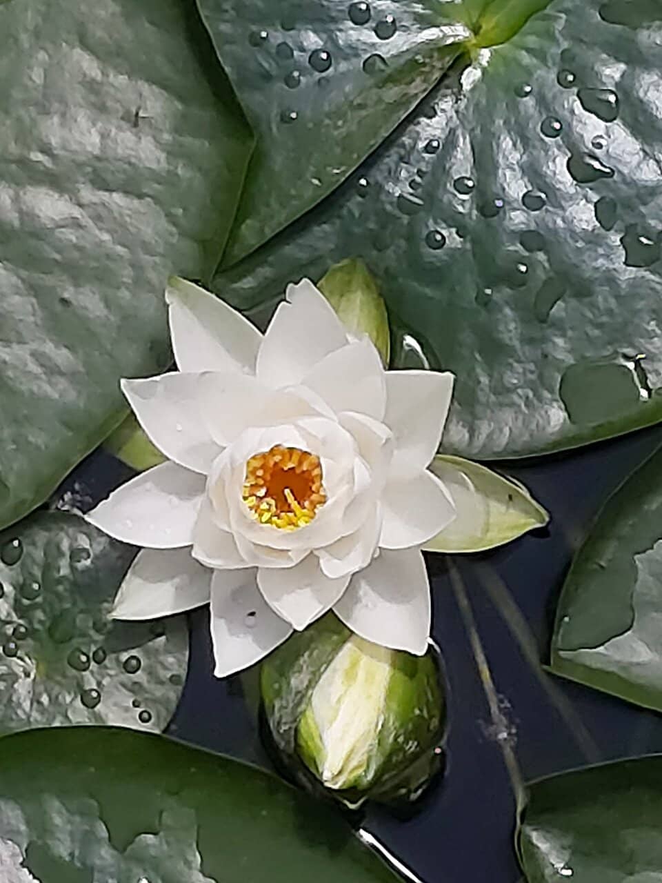 Adventure Playground