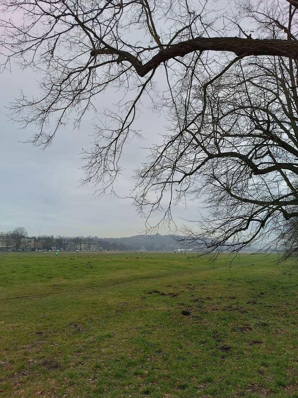 Expansive Green Expanse