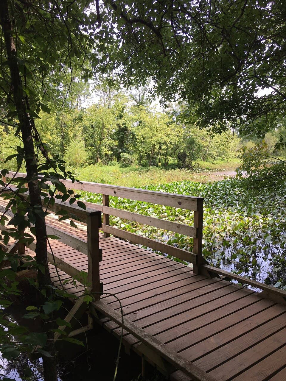 Nature Playscape