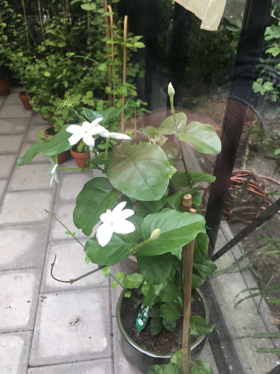 The Audio Tour Experience