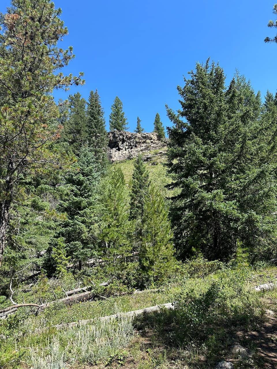 Bird Watching Paradise