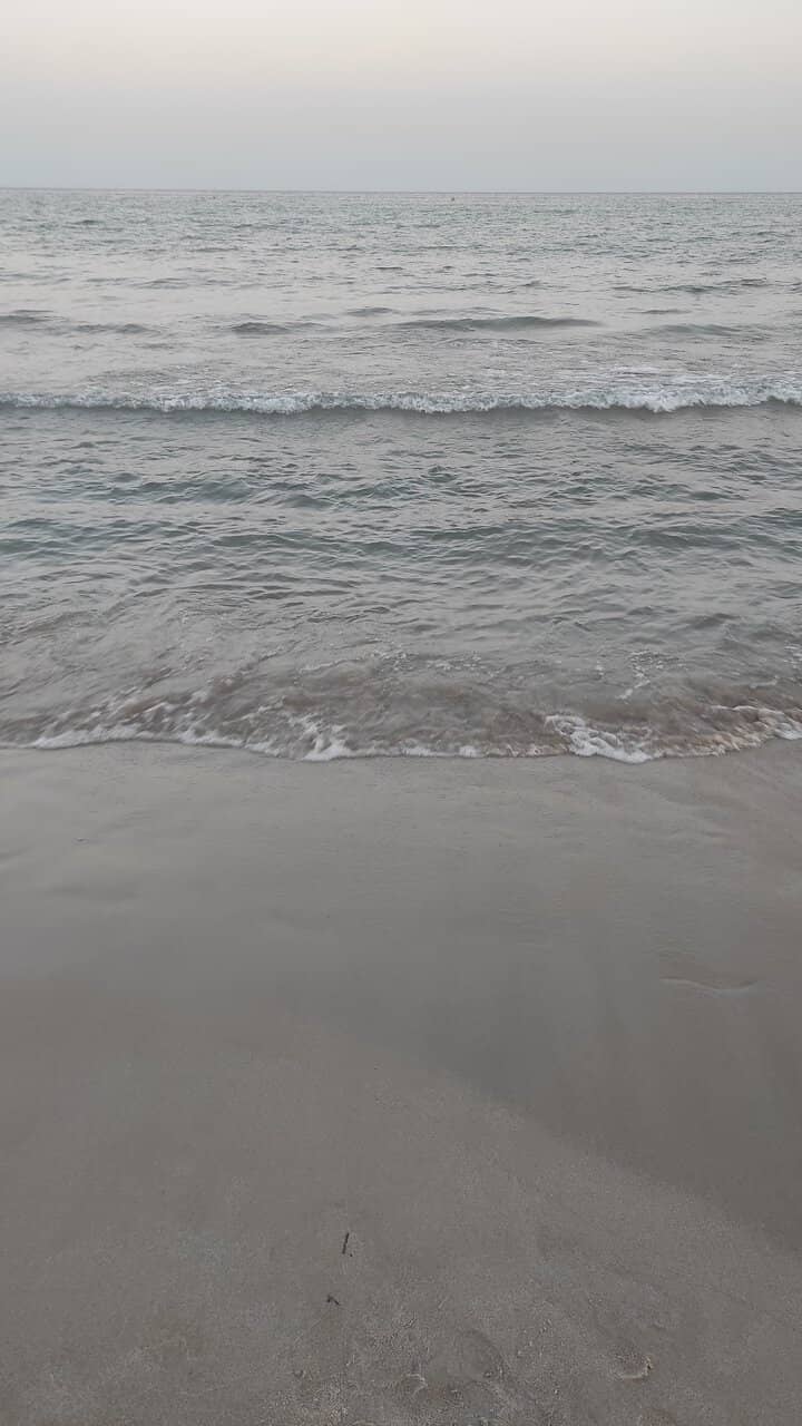 Pine Forest Backdrop