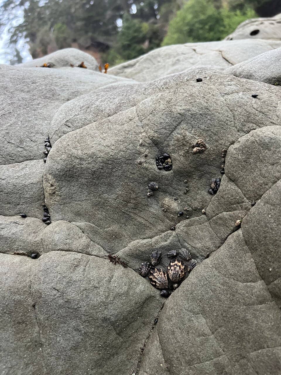 Tide Pools
