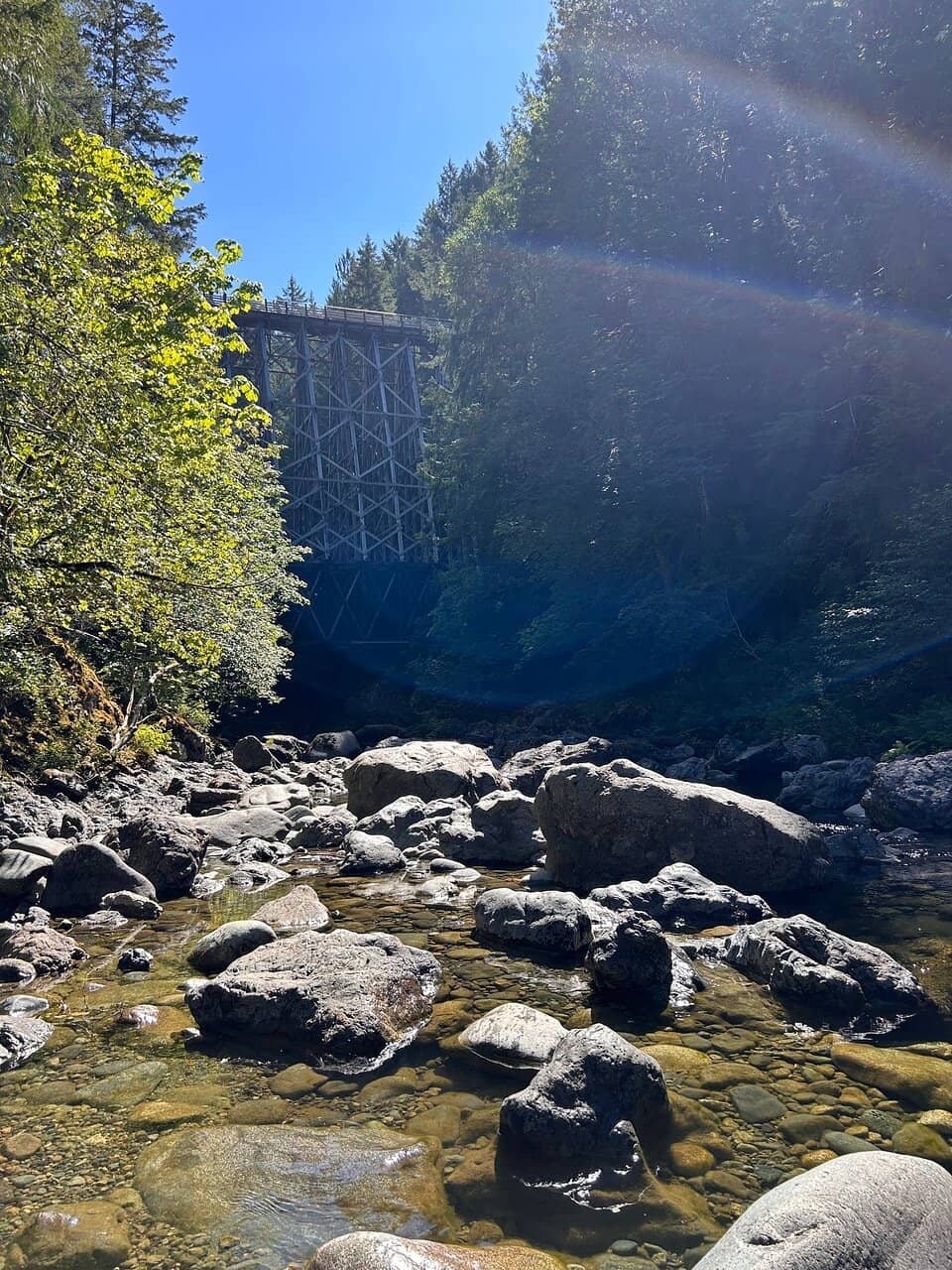 Panoramic Forest Views