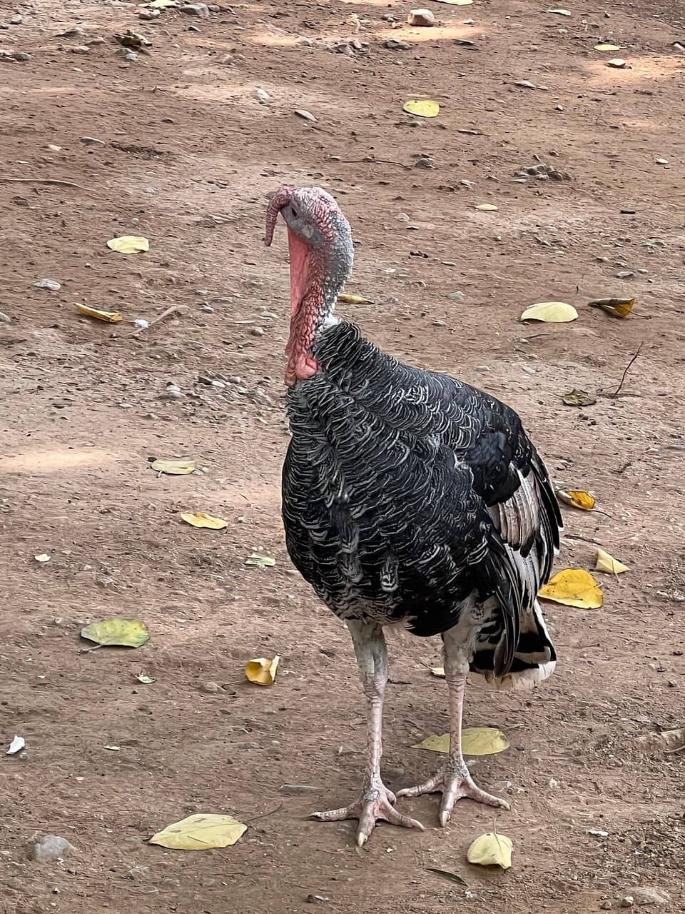Exotic Bird Encounters