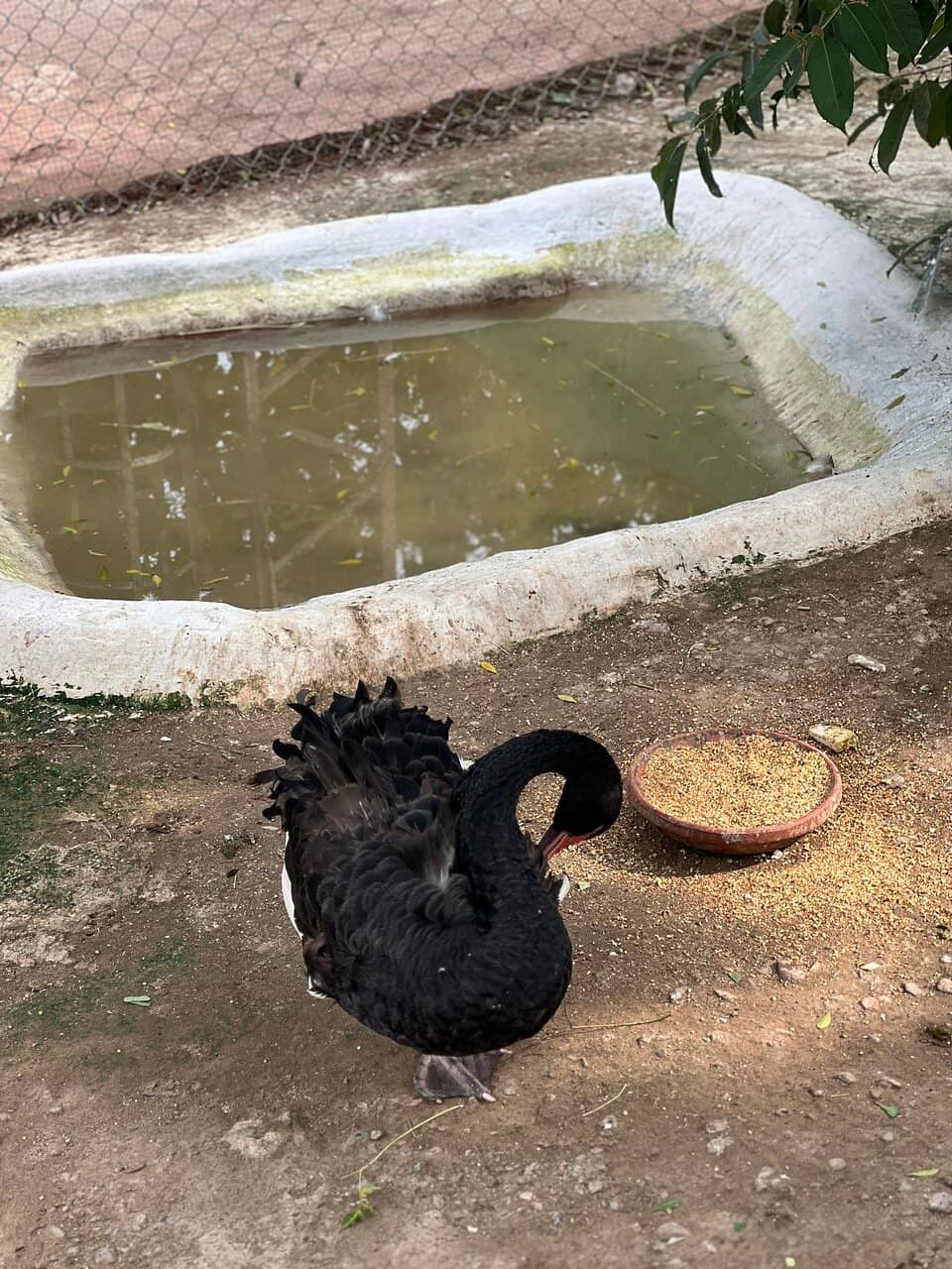 Interactive Bird Feeding