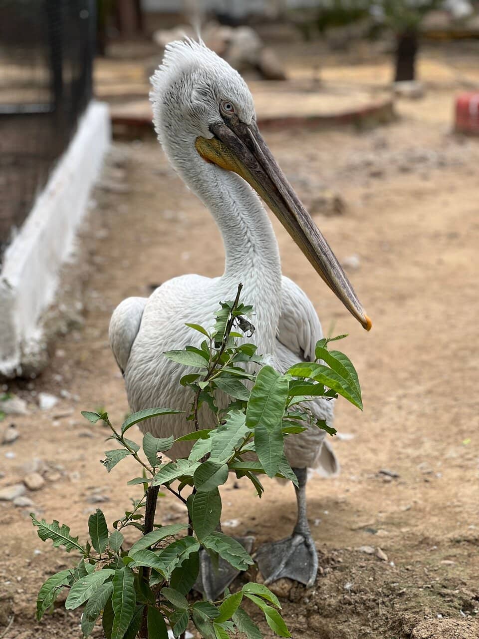 Exotic Bird Encounters