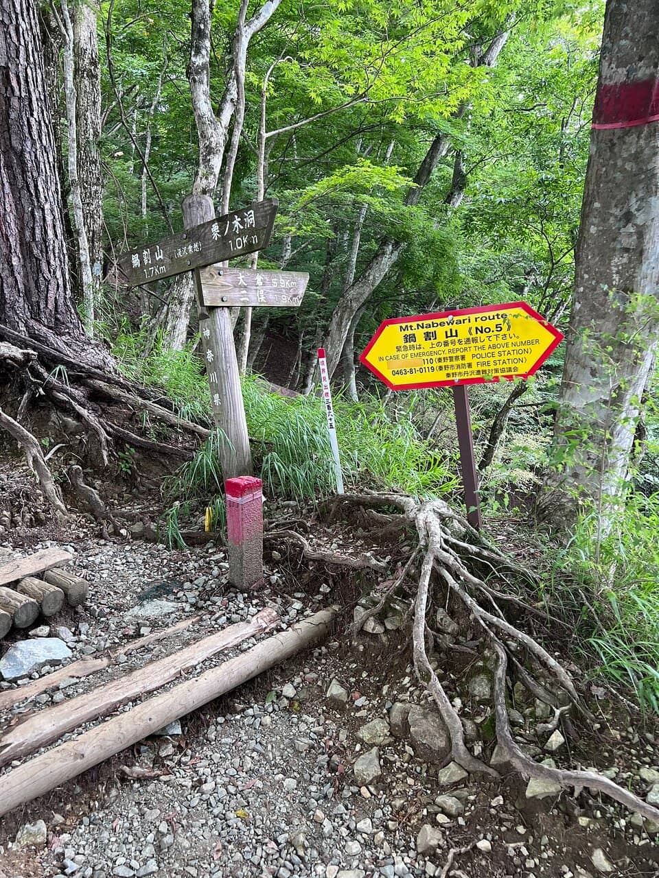 Scenic Forest Trails