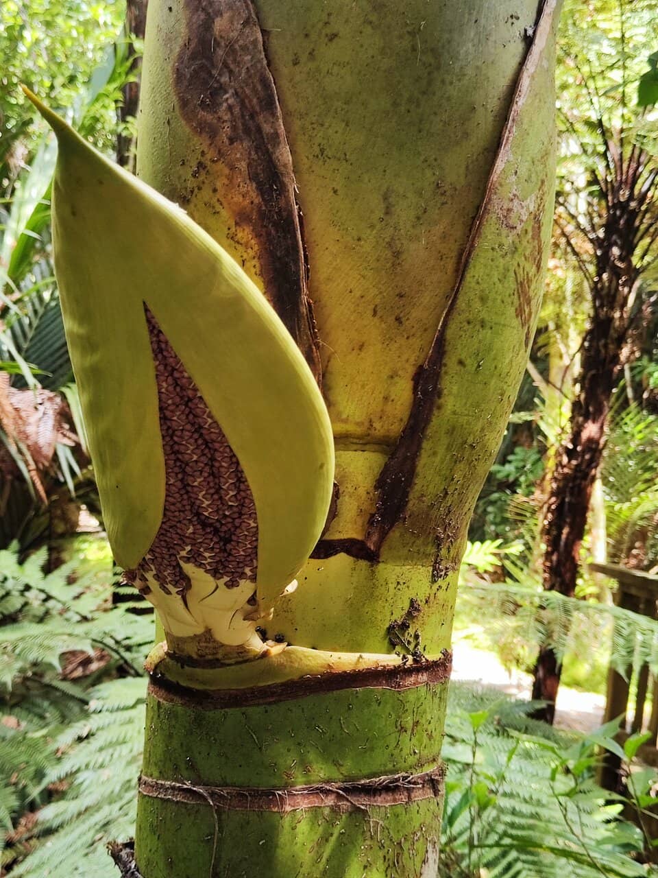 Waiau Falls & Swimming Hole