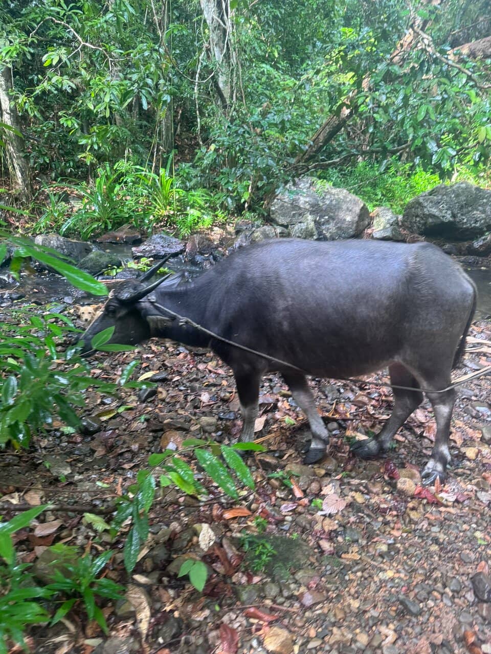 Jungle Trek