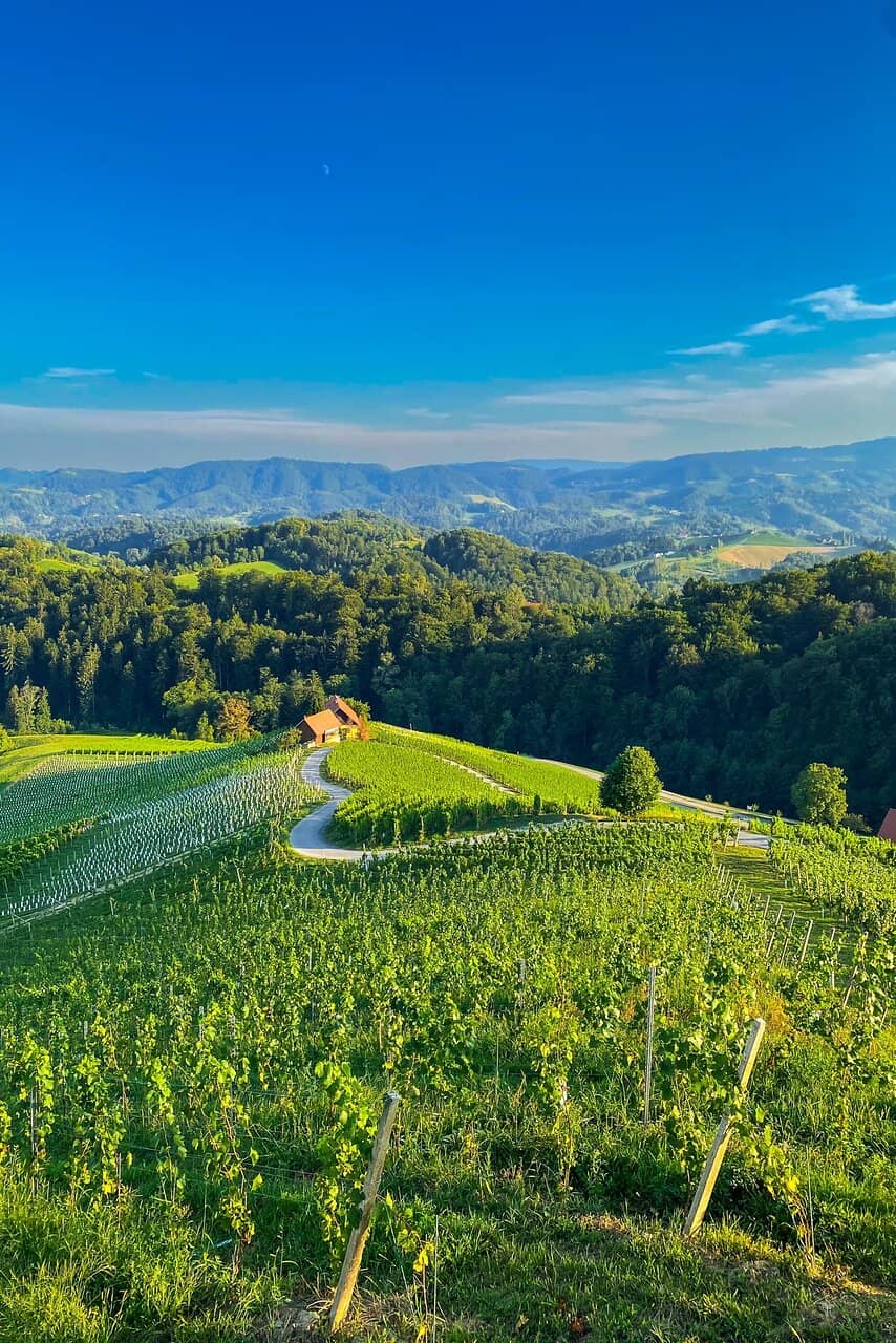 Vineyard Viewing Platform