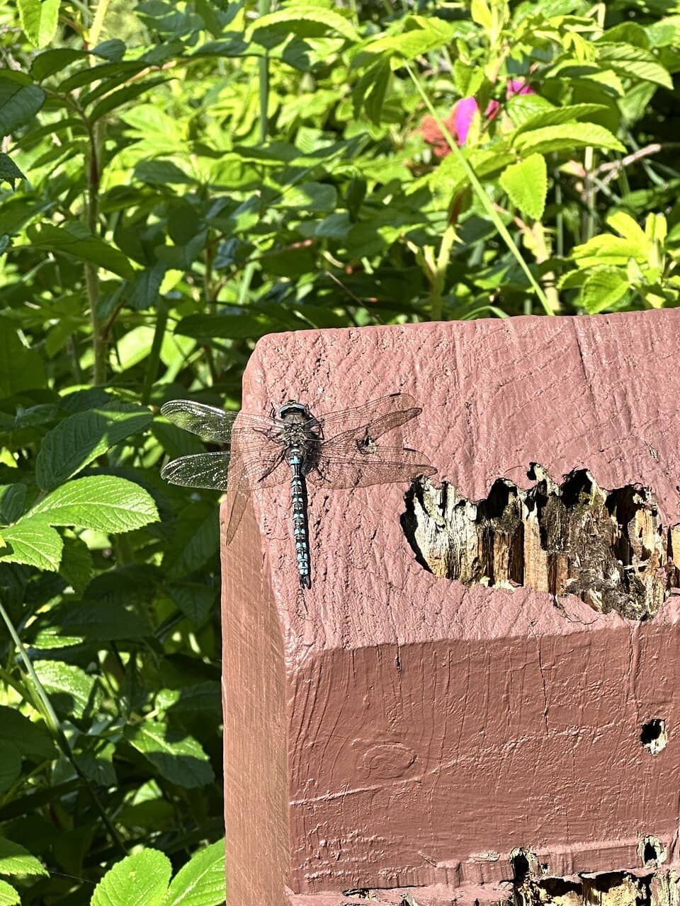 Tony Knowles Coastal Trail Access