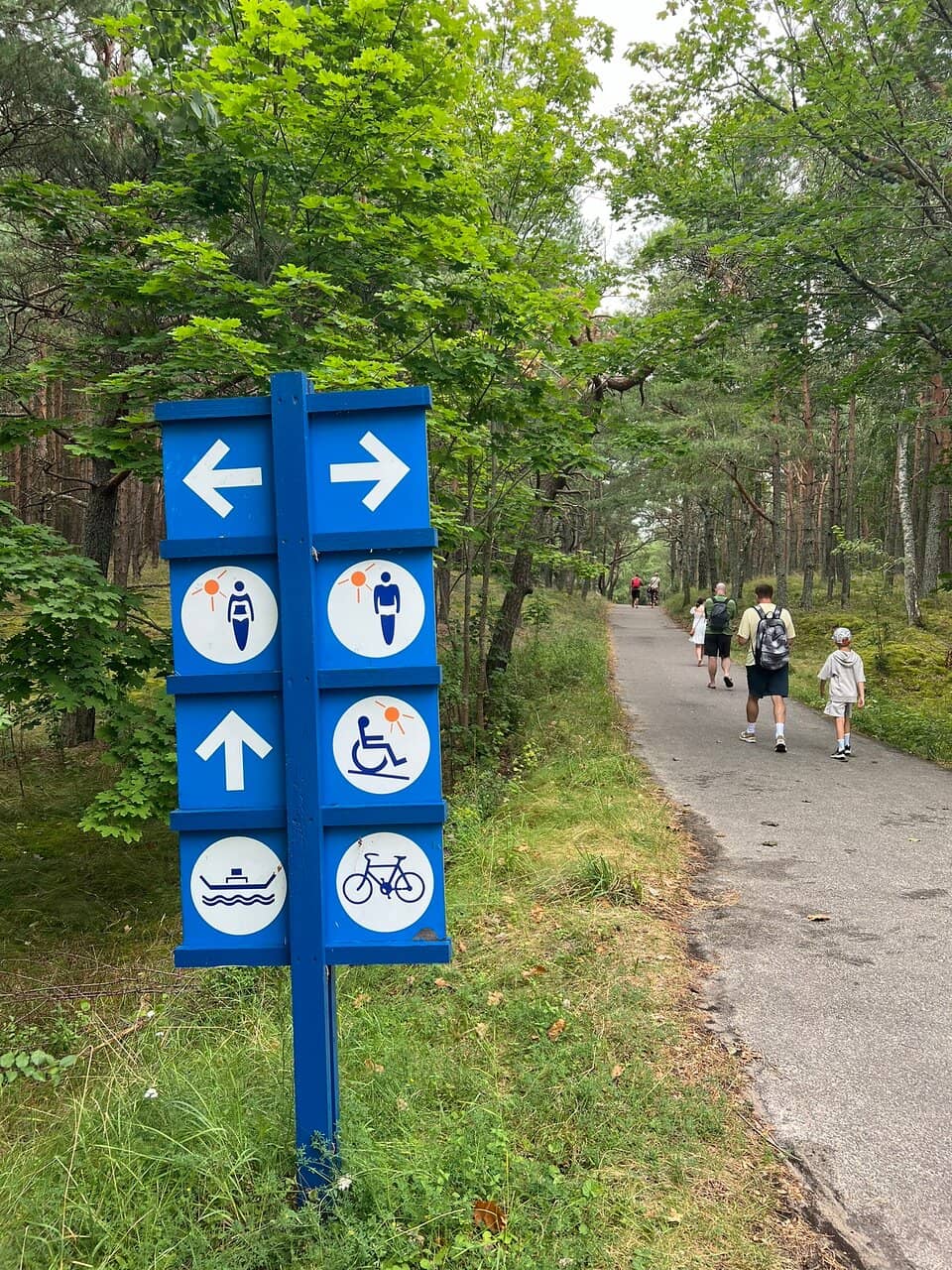 Scenic Forest Walk